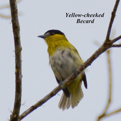 Yellow-cheeked Becard